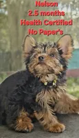 Guirilo (Playful Male), a male Yorkshire Terrier for sale in Ocala, FL – 1 of 3