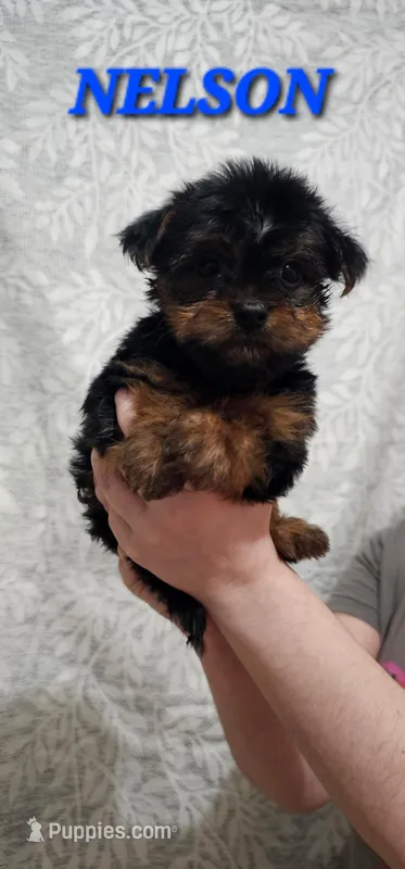 Nelson – Yorkshire Terrier puppy for sale in Lehigh Acres, FL