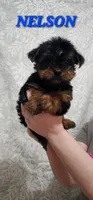 Nelson, a male Yorkshire Terrier for sale in Lehigh Acres, FL – 1 of 5