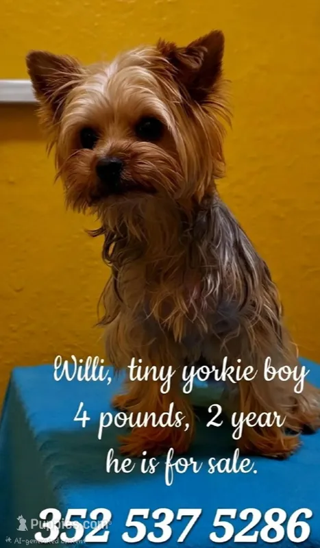 Willie-Must Go – Yorkshire Terrier puppy for sale in Lehigh Acres, FL