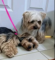 Nelson, a male Yorkshire Terrier for sale in Lehigh Acres, FL – 2 of 5