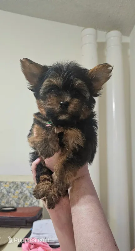 Ito the tcup – Yorkshire Terrier puppy for sale in Lehigh Acres, FL
