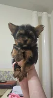 Ito the tcup, a male Yorkshire Terrier for sale in Lehigh Acres, FL – 1 of 6