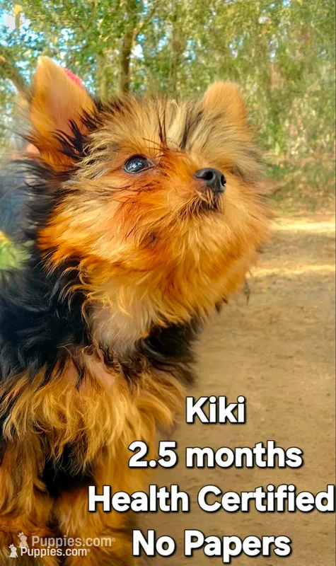 Kiki – Yorkshire Terrier puppy for sale in Ocala, FL
