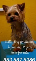 Nelson (First-Born Male), a male Yorkshire Terrier for sale in Ocala, FL – 2 of 3