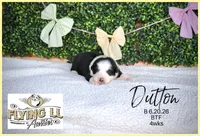 Dutton, a male Miniature Australian Shepherd for sale in Madisonville, TX – 2 of 2