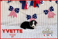 Yvettte, a female Miniature Australian Shepherd for sale in Madisonville, TX – 2 of 2