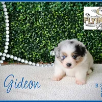 Gideon, a male Miniature Australian Shepherd for sale in Madisonville, TX – Photo 4 of 7