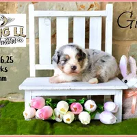 Gideon, a male Miniature Australian Shepherd for sale in Madisonville, TX – Photo 5 of 7