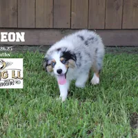 Gideon, a male Miniature Australian Shepherd for sale in Madisonville, TX – Photo 2 of 7
