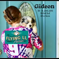 Gideon, a male Miniature Australian Shepherd for sale in Madisonville, TX – Photo 3 of 7