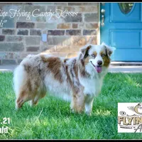 Gideon, a male Miniature Australian Shepherd for sale in Madisonville, TX – Photo 6 of 7