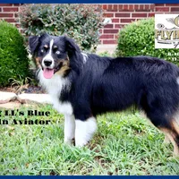 Gideon, a male Miniature Australian Shepherd for sale in Madisonville, TX – Photo 7 of 7