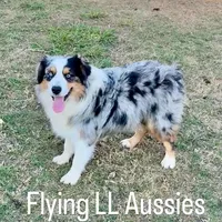 Gideon, a male Miniature Australian Shepherd for sale in Madisonville, TX – Photo 1 of 7