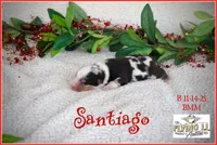 Santiago, a male Miniature Australian Shepherd for sale in Madisonville, TX – Photo 1 of 4