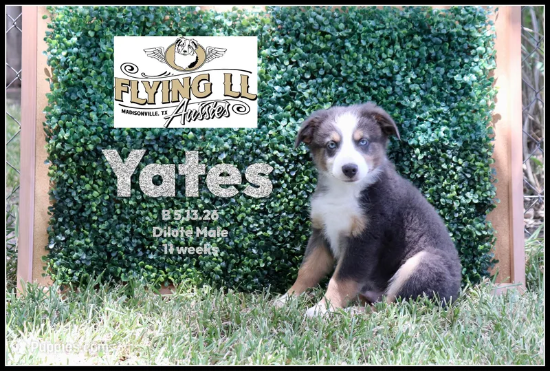 Yates – Miniature Australian Shepherd puppy for sale in Madisonville, TX