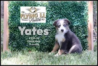 Yates, a male Miniature Australian Shepherd for sale in Madisonville, TX – 1 of 2