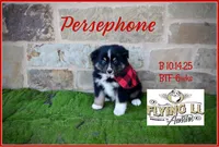 Persephone, a female Miniature Australian Shepherd for sale in Madisonville, TX – Photo 1 of 4