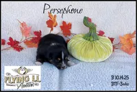 Persephone, a female Miniature Australian Shepherd for sale in Madisonville, TX – Photo 2 of 4