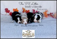 Persephone, a female Miniature Australian Shepherd for sale in Madisonville, TX – Photo 4 of 4