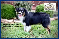 Persephone, a female Miniature Australian Shepherd for sale in Madisonville, TX – Photo 3 of 4