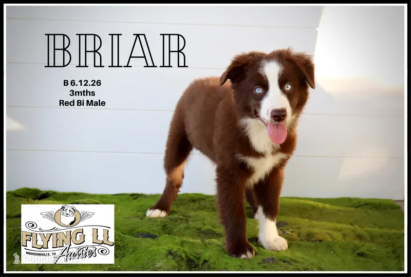 Briar – Miniature Australian Shepherd puppy for sale in Madisonville, TX