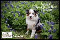 Terryl, a male Miniature Australian Shepherd for sale in Madisonville, TX – Photo 4 of 4