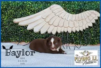 Baylor, a male Miniature Australian Shepherd for sale in Madisonville, TX – 2 of 2