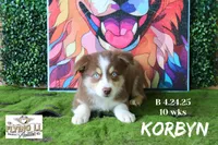 Korbyn, a male Miniature Australian Shepherd for sale in Madisonville, TX – Photo 2 of 8