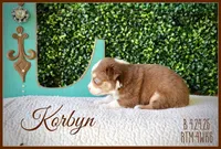 Korbyn, a male Miniature Australian Shepherd for sale in Madisonville, TX – Photo 4 of 8