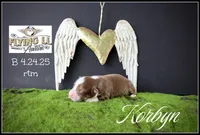 Korbyn, a male Miniature Australian Shepherd for sale in Madisonville, TX – Photo 5 of 8