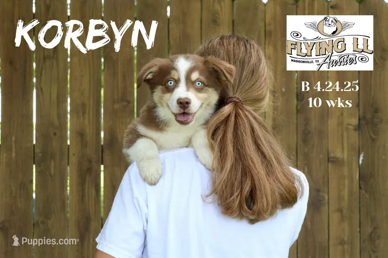 Korbyn, a male Miniature Australian Shepherd for sale in Madisonville, TX – Photo 1 of 8