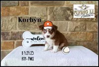 Korbyn, a male Miniature Australian Shepherd for sale in Madisonville, TX – Photo 3 of 8