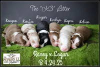 Korbyn, a male Miniature Australian Shepherd for sale in Madisonville, TX – Photo 6 of 8