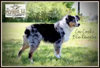 Korbyn, a male Miniature Australian Shepherd for sale in Madisonville, TX – Photo 7 of 8
