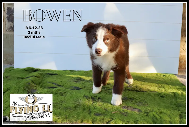 Bowen – Miniature Australian Shepherd puppy for sale in Madisonville, TX