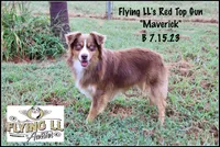 Maverick, a male Miniature Australian Shepherd for sale in Madisonville, TX – Photo 4 of 4