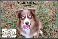 Maverick, a male Miniature Australian Shepherd for sale in Madisonville, TX – Photo 2 of 4