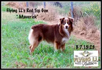 Maverick, a male Miniature Australian Shepherd for sale in Madisonville, TX – Photo 3 of 4