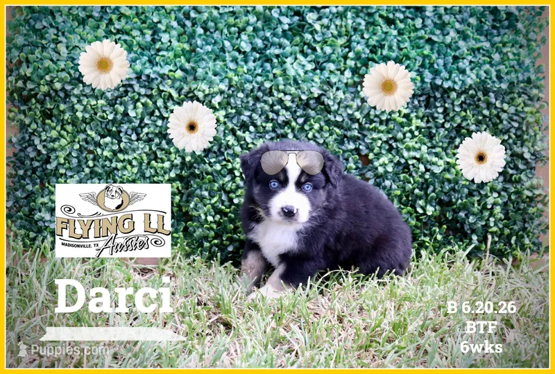 Darci – Miniature Australian Shepherd puppy for sale in Madisonville, TX