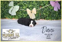 Darci, a female Miniature Australian Shepherd for sale in Madisonville, TX – 2 of 2