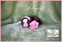 Rayna, a female Miniature Australian Shepherd for sale in Madisonville, TX – Photo 2 of 6