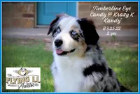 Rayna, a female Miniature Australian Shepherd for sale in Madisonville, TX – Photo 6 of 6