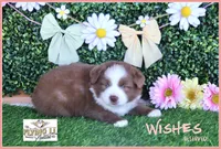 Wishes, a female Miniature Australian Shepherd for sale in Madisonville, TX – Photo 1 of 2