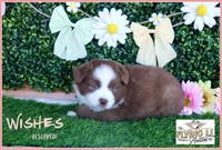 Wishes, a female Miniature Australian Shepherd for sale in Madisonville, TX – Photo 2 of 2