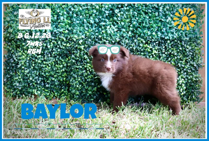 Baylor – Miniature Australian Shepherd puppy for sale in Madisonville, TX