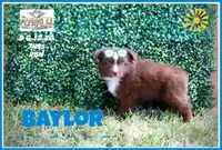 Baylor, a male Miniature Australian Shepherd for sale in Madisonville, TX – 1 of 2