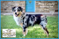 Sampson, a male Miniature Australian Shepherd for sale in Madisonville, TX – Photo 3 of 4