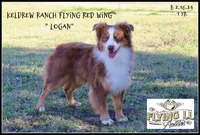 Sampson, a male Miniature Australian Shepherd for sale in Madisonville, TX – Photo 4 of 4