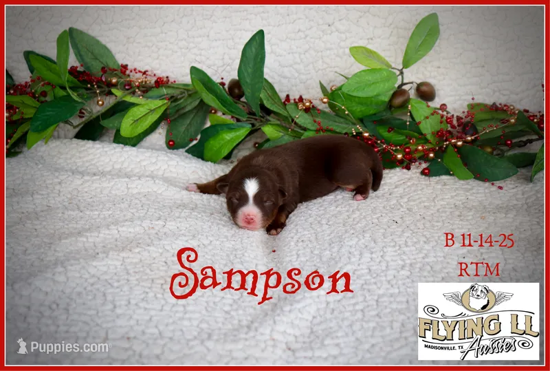 Sampson